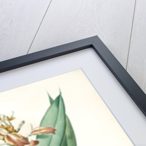 Globba erecta, Alpinia calcarata; Globée droite; Indian Ginger by Pierre Joseph Redouté