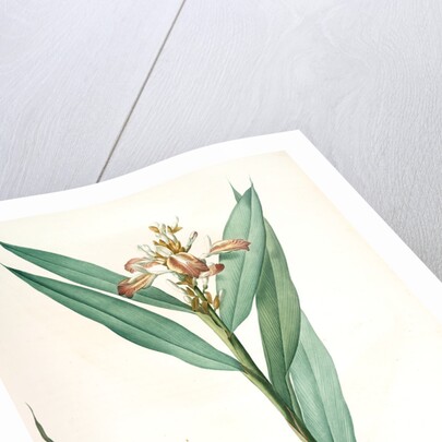 Globba erecta, Alpinia calcarata; Globée droite; Indian Ginger by Pierre Joseph Redouté