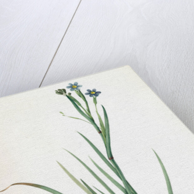 Sisyrinchium Bermudiana, Sisrinche bermudienne, Blue-eyed grass by Pierre Joseph Redouté