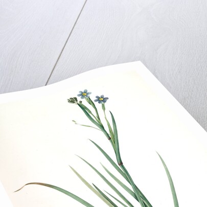 Sisyrinchium Bermudiana, Sisrinche bermudienne, Blue-eyed grass by Pierre Joseph Redouté