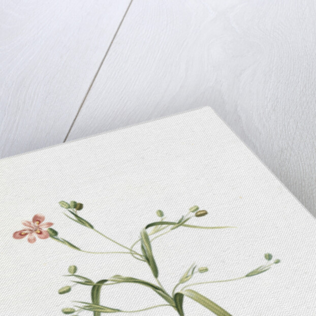 Moraea sordescens, Moraea tristis; Morée négligée, Dull-coloured Flag; Butterfly iris; Natal lily by Pierre Joseph Redouté