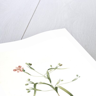 Moraea sordescens, Moraea tristis; Morée négligée, Dull-coloured Flag; Butterfly iris; Natal lily by Pierre Joseph Redouté