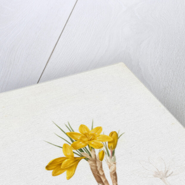 Crocus luteus, Crocus aureus by Pierre Joseph Redouté