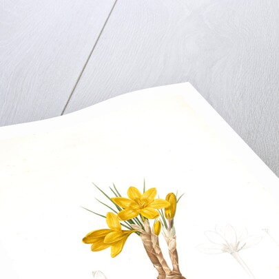Crocus luteus, Crocus aureus by Pierre Joseph Redouté