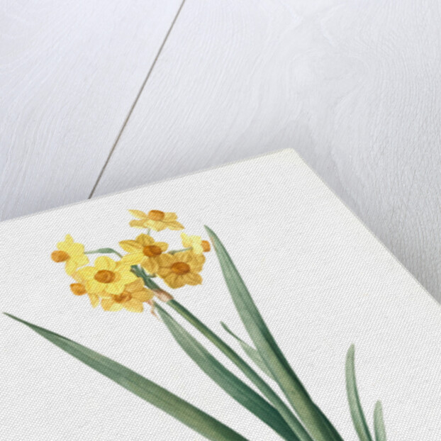 Narcissus Tazetta, Narcissus dubius; Narcisse douteux; Polyanthes Narcissus, cream narcissus; bunch flowered narcissus by Pierre Joseph Redouté