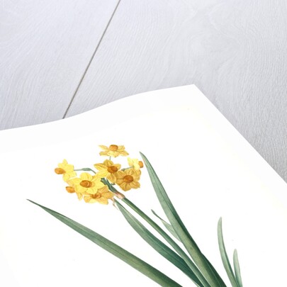 Narcissus Tazetta, Narcissus dubius; Narcisse douteux; Polyanthes Narcissus, cream narcissus; bunch flowered narcissus by Pierre Joseph Redouté