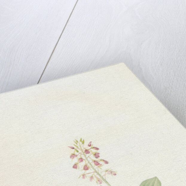 Ophrys lilifolia, Liparis liliifolia; Ophrys à feuilles en lis; Lily-leaved Ophryas by Pierre Joseph Redouté