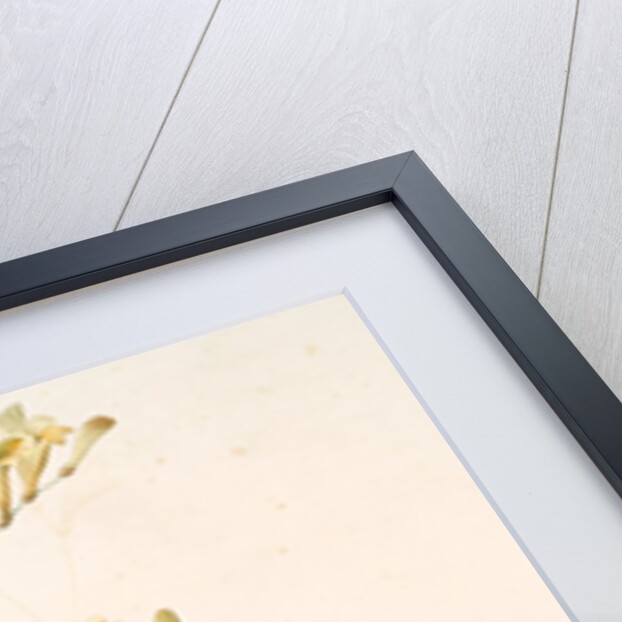 Gladiolus refractus, Freesia refracta; Glaïeul à tiges coudées; Freesia by Pierre Joseph Redouté