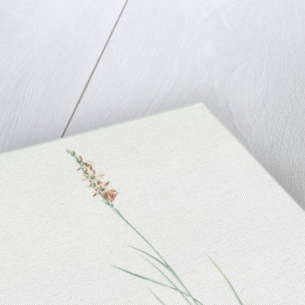 Pleea tenuifolia, Pleea à feuilles menues, Rush featherling by Pierre Joseph Redouté