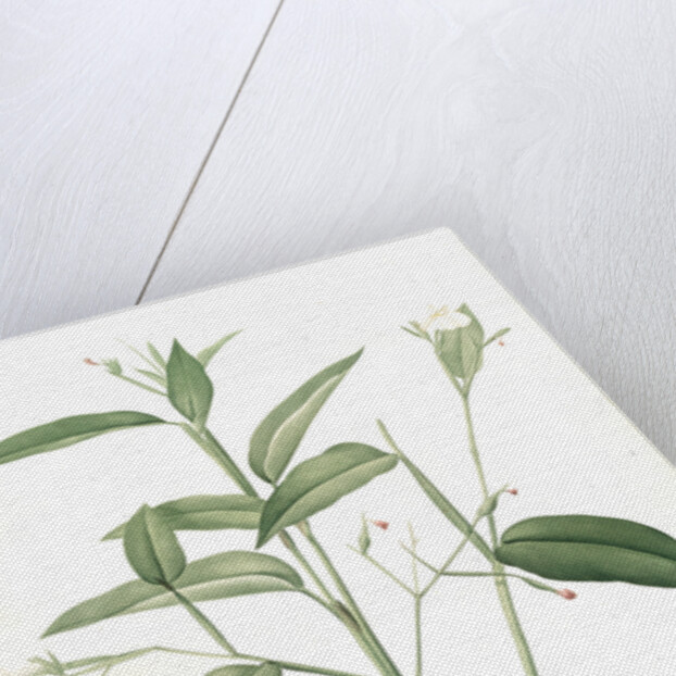 Maranta arundinacea, Maranta roseau; Arrowroot, Obedience plant by Pierre Joseph Redouté