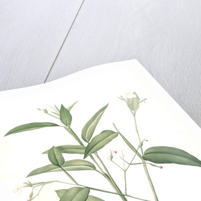 Maranta arundinacea, Maranta roseau; Arrowroot, Obedience plant by Pierre Joseph Redouté