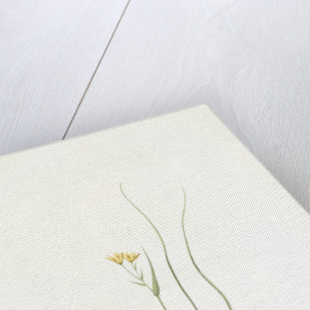 Ornithogalum spathaceum, Gagea sp; Ornthogale a spathe, Sheath yellow star by Pierre Joseph Redouté