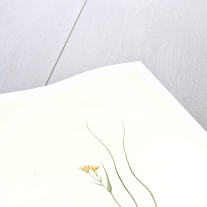 Ornithogalum spathaceum, Gagea sp; Ornthogale a spathe, Sheath yellow star by Pierre Joseph Redouté