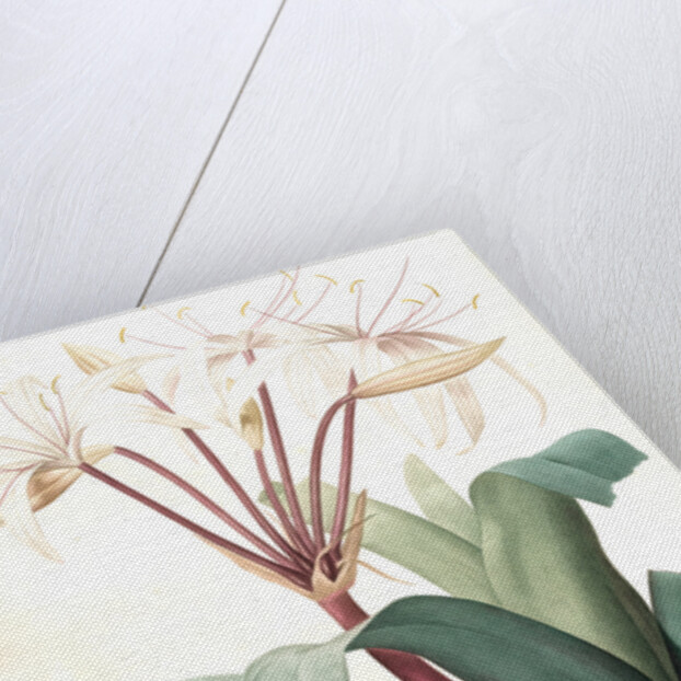 Crinum erubescens, Crinum rougeâtre, Swamp Lily by Pierre Joseph Redouté