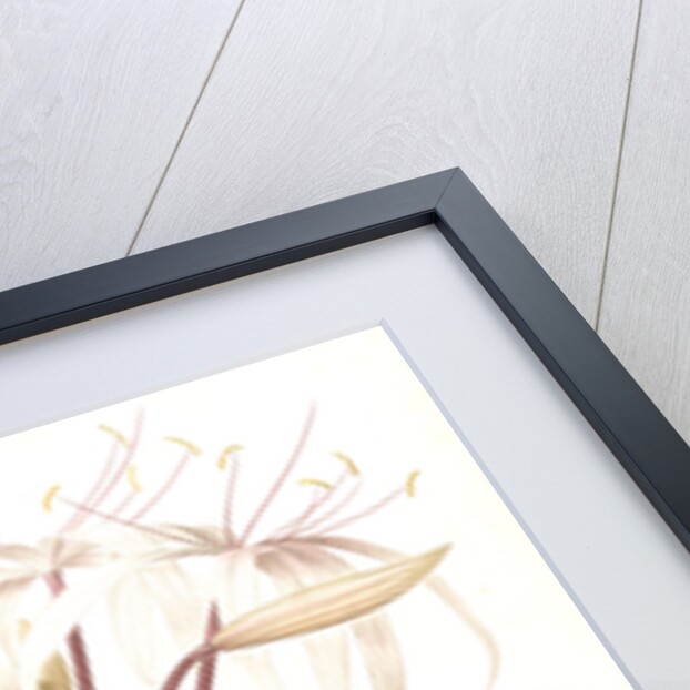 Crinum erubescens, Crinum rougeâtre, Swamp Lily by Pierre Joseph Redouté