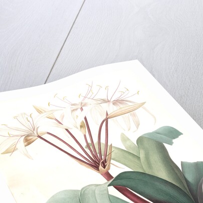 Crinum erubescens, Crinum rougeâtre, Swamp Lily by Pierre Joseph Redouté