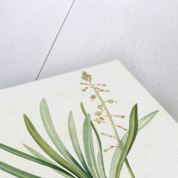 Drimia elata, Drimia élevé, Tall Drimia by Pierre Joseph Redouté