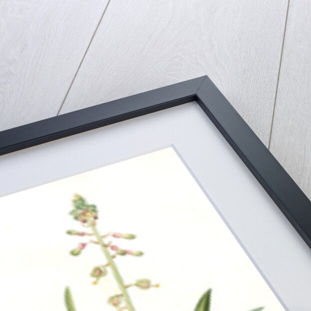 Drimia elata, Drimia élevé, Tall Drimia by Pierre Joseph Redouté