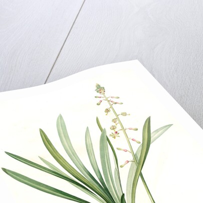 Drimia elata, Drimia élevé, Tall Drimia by Pierre Joseph Redouté