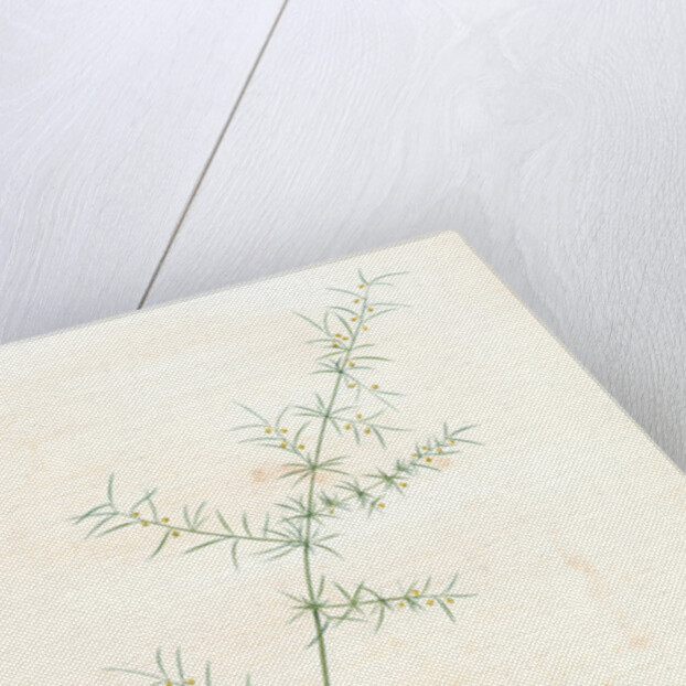 Asparagus tricarinatus, Asparagus verticillatus; Asperge à trois carènes by Pierre Joseph Redouté