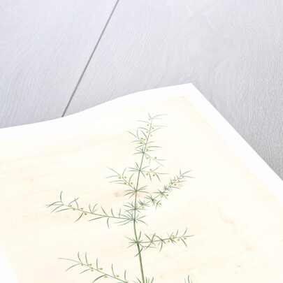 Asparagus tricarinatus, Asparagus verticillatus; Asperge à trois carènes by Pierre Joseph Redouté