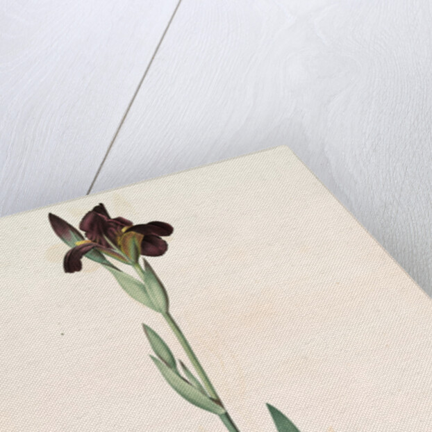 Iris lurida, Iris brun, Dingy-coloured Flag by Pierre Joseph Redouté