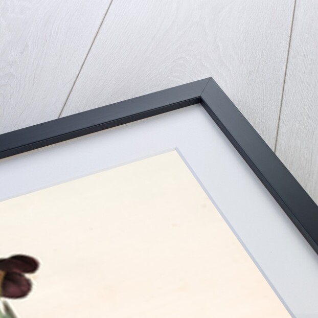 Iris lurida, Iris brun, Dingy-coloured Flag by Pierre Joseph Redouté