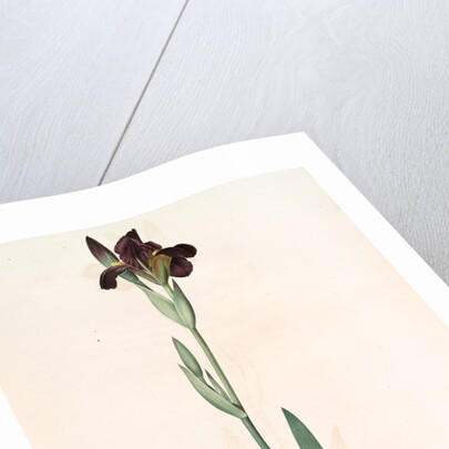 Iris lurida, Iris brun, Dingy-coloured Flag by Pierre Joseph Redouté