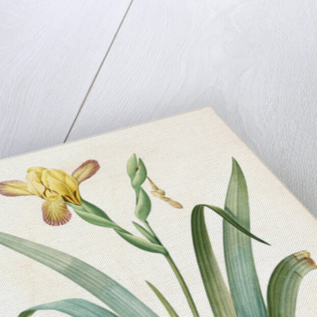 Iris variegata, Iris panaché, Variegated Iris; Variable Flower-du-luce by Pierre Joseph Redouté