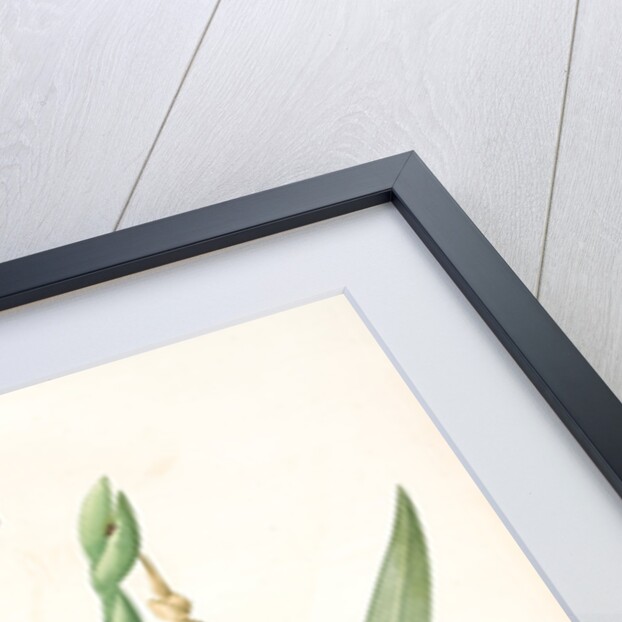 Iris variegata, Iris panaché, Variegated Iris; Variable Flower-du-luce by Pierre Joseph Redouté