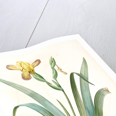 Iris variegata, Iris panaché, Variegated Iris; Variable Flower-du-luce by Pierre Joseph Redouté