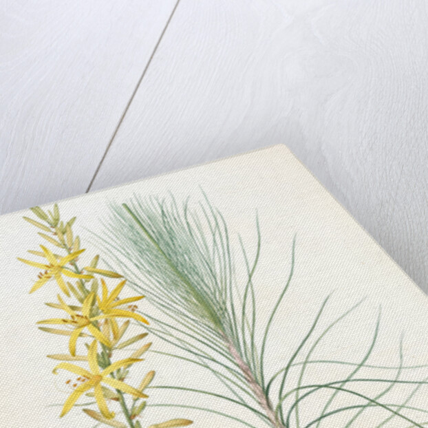 Asphodelus capillaris, Asphodeline liburnica; Asphodèle capillaire, Jacob's rod by Pierre Joseph Redouté