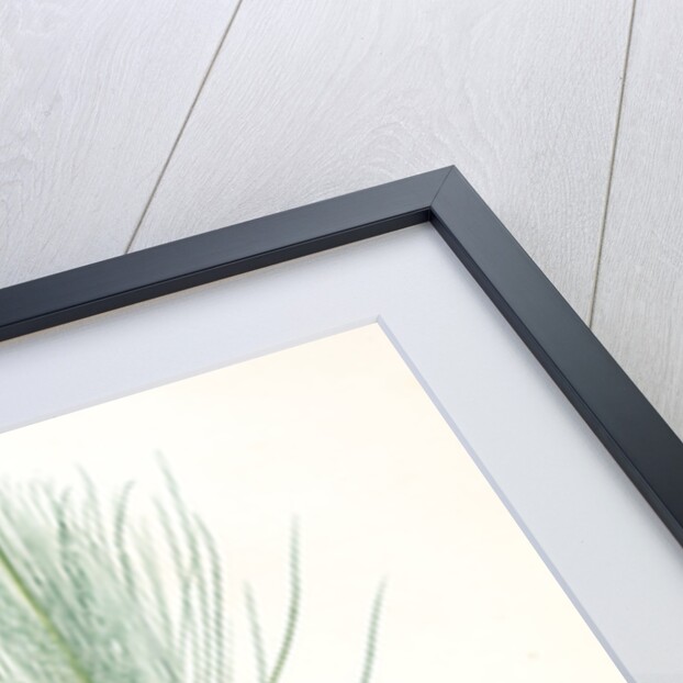 Asphodelus capillaris, Asphodeline liburnica; Asphodèle capillaire, Jacob's rod by Pierre Joseph Redouté