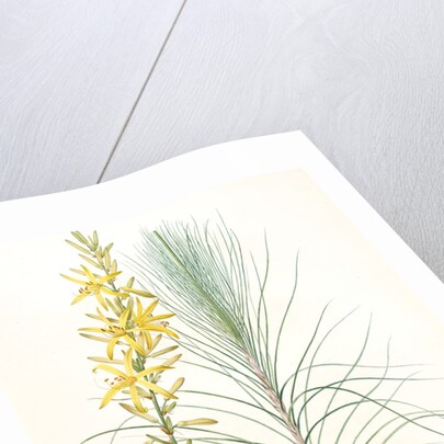 Asphodelus capillaris, Asphodeline liburnica; Asphodèle capillaire, Jacob's rod by Pierre Joseph Redouté