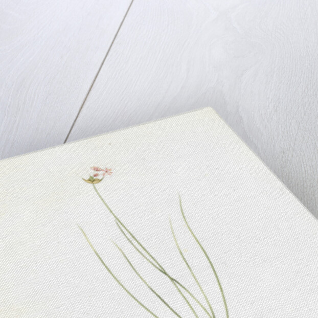 Allium mutabile, Ail changeant, Wild onion; Purple onion by Pierre Joseph Redouté