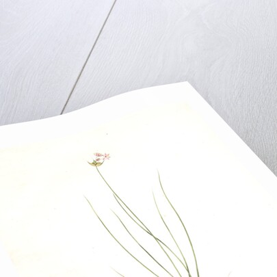 Allium mutabile, Ail changeant, Wild onion; Purple onion by Pierre Joseph Redouté