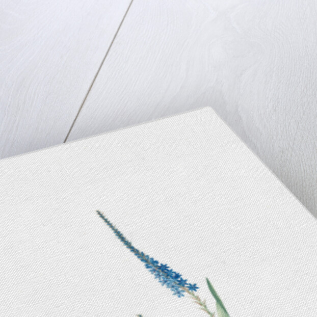 Ixia plantaginea, Micranthus plantagineus; Ixia plantain, Plantain lily by Pierre Joseph Redouté