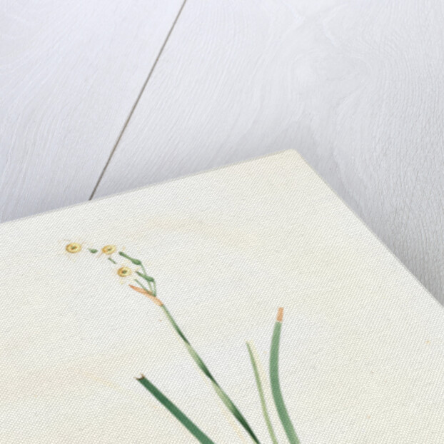 Narcissus dubius, Narcissus Tazetta; Narcisse douteux; Polyanthus Narcissus, Bunchflower Daffodil; Cream Narcissus] by Pierre Joseph Redouté