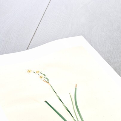 Narcissus dubius, Narcissus Tazetta; Narcisse douteux; Polyanthus Narcissus, Bunchflower Daffodil; Cream Narcissus] by Pierre Joseph Redouté