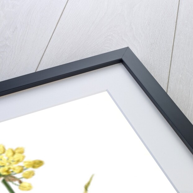 Allium Moly, Ail moly; Golden garlic, Lily leek by Pierre Joseph Redouté