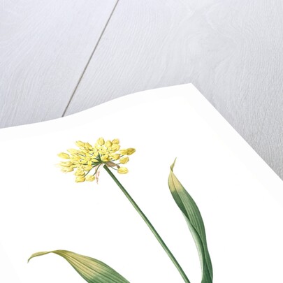 Allium Moly, Ail moly; Golden garlic, Lily leek by Pierre Joseph Redouté