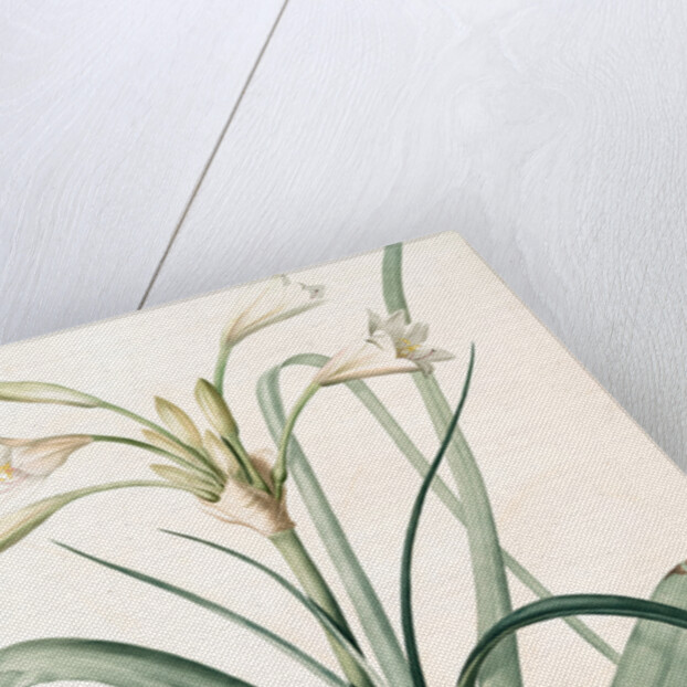 Amaryllis longifolia, Crinum longifolium, Long-leaved Amaryllis by Pierre Joseph Redouté