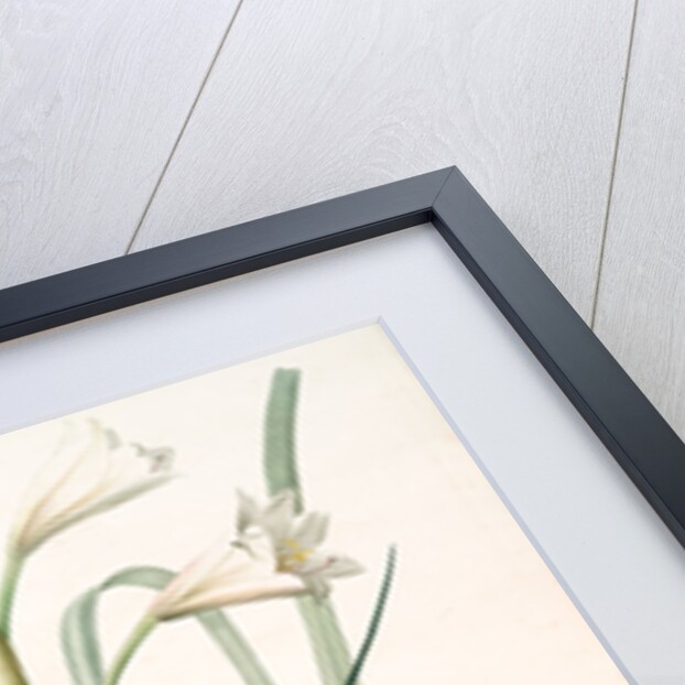 Amaryllis longifolia, Crinum longifolium, Long-leaved Amaryllis by Pierre Joseph Redouté