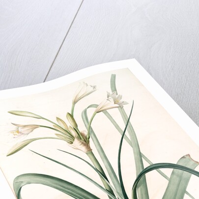 Amaryllis longifolia, Crinum longifolium, Long-leaved Amaryllis by Pierre Joseph Redouté