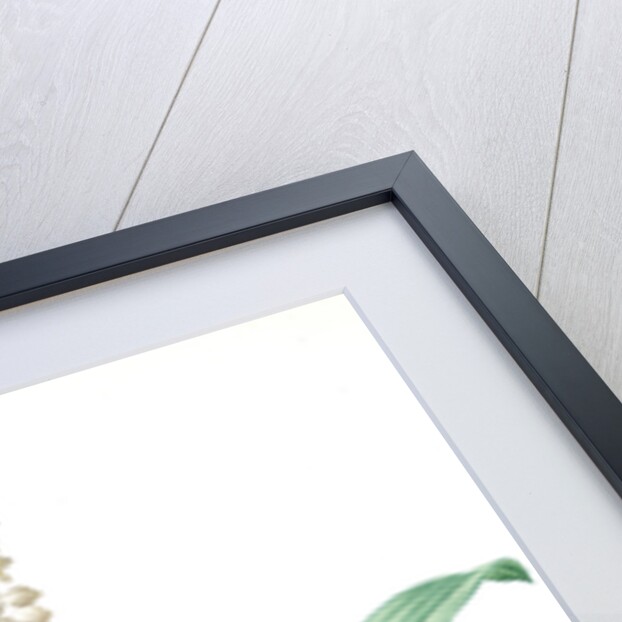 Eucomis punctata, Eucomis comosa; Eucomis ponctuée; Pineapple-Flower by Pierre Joseph Redouté