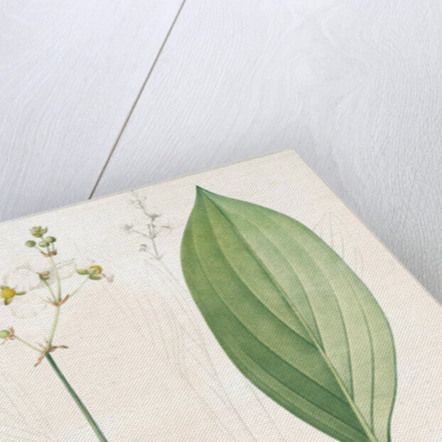 Sagittaria ovata, Sagittaria lancifolia; Sagittaire à feuilles ovales by Pierre Joseph Redouté