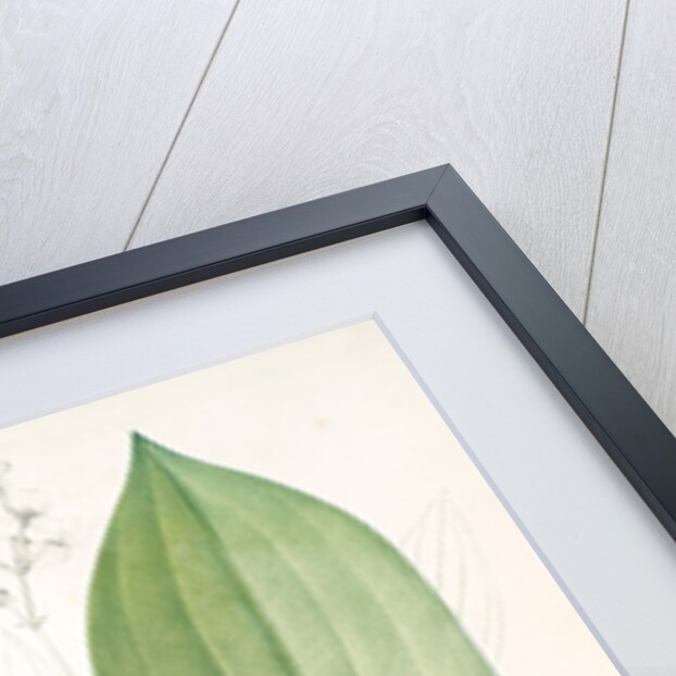 Sagittaria ovata, Sagittaria lancifolia; Sagittaire à feuilles ovales by Pierre Joseph Redouté