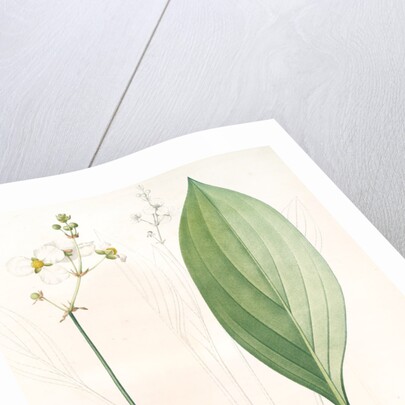 Sagittaria ovata, Sagittaria lancifolia; Sagittaire à feuilles ovales by Pierre Joseph Redouté