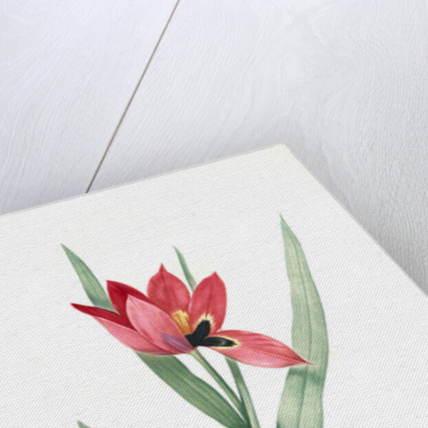 Tulipa oculus-Colis, Tulipe æil de Coleil by Pierre Joseph Redouté