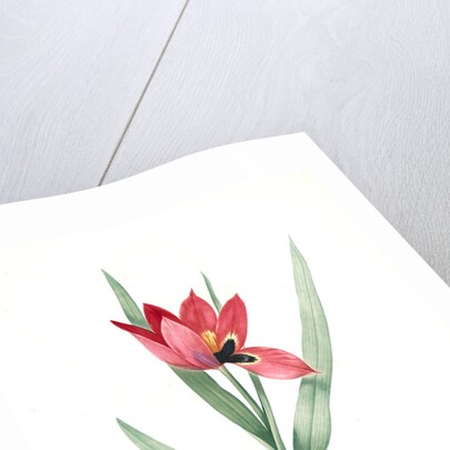 Tulipa oculus-Colis, Tulipe æil de Coleil by Pierre Joseph Redouté